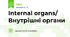 Internal organs/ Внутрішні органи