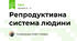 Репродуктивна система людини