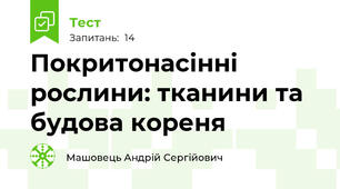 Покритонасінні рослини: тканини та будова кореня