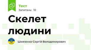 Скелет людини