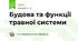 Будова та функції травної системи