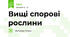 Вищі спорові рослини