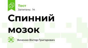 Спинний мозок