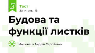 Будова та функції листків