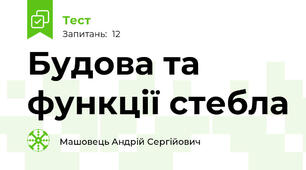 Будова та функції стебла