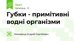 Губки - примітивні водні організми