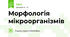 Морфологія мікроорганізмів