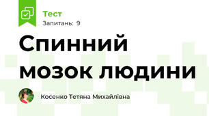 Спинний мозок людини