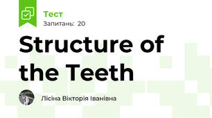 Structure of the Teeth