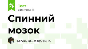 Спинний мозок