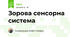 Зорова сенсорна система