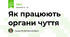 Як працюють органи чуття