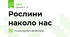Рослини наколо нас