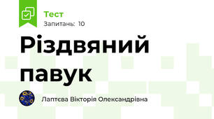 Різдвяний павук