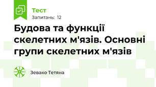 Будова та функції скелетних м'язів. Основні групи скелетних м'язів 