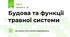 Будова та функції травної системи