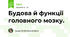Будова й функції головного мозку.