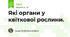 Які органи у квіткової рослини.
