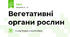 Вегетативні органи рослин