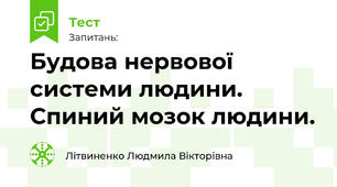 Будова нервової системи людини. Спиний мозок людини.