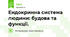 Ендокринна система людини: будова та функції.