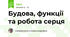 Будова, функції та робота серця