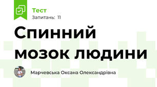 Спинний мозок людини