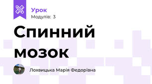 Спинний мозок