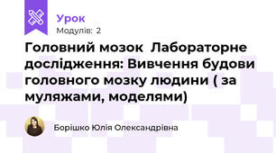 Головний мозок  Лабораторне дослідження: Вивчення будови головного мозку людини ( за муляжами, моделями)
