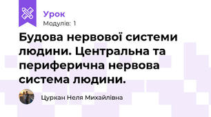 Будова нервової системи людини. Центральна та периферична нервова система людини.