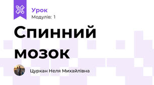 Спинний мозок