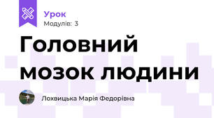 Головний мозок людини