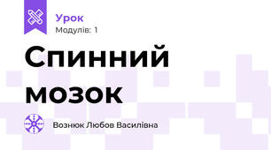 Спинний мозок 