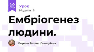 Ембріогенез людини.