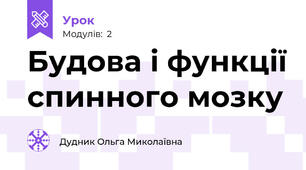 Будова і функції спинного мозку