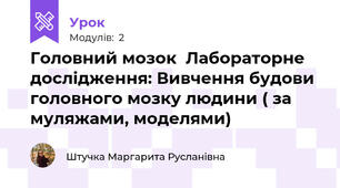 Головний мозок  Лабораторне дослідження: Вивчення будови головного мозку людини ( за муляжами, моделями)