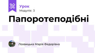 Папоротеподібні