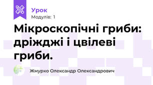 Мікроскопічні гриби: дріжджі і цвілеві гриби.