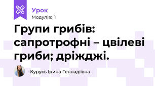 Групи грибів: сапротрофні – цвілеві гриби; дріжджі.