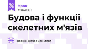 Будова і функції скелетних м'язів 