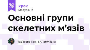 Основні групи скелетних м’язів