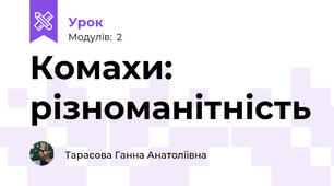 Комахи: різноманітність