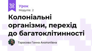 Колоніальні організми, перехід до багатоклітинності 