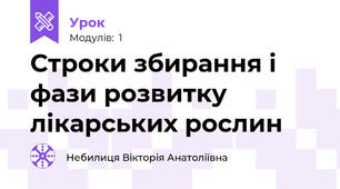 Строки збирання і фази розвитку лікарських рослин