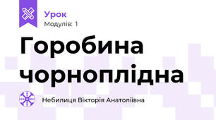 Горобина чорноплідна