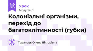Колоніальні організми, перехід до багатоклітинності (губки)