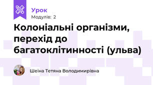 Колоніальні організми, перехід до багатоклітинності (ульва)