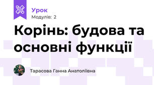 Корінь: будова та основні функції