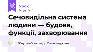 Сечовидільна система людини — будова, функції, захворювання