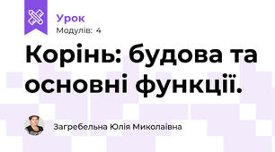 Корінь: будова та основні функції.